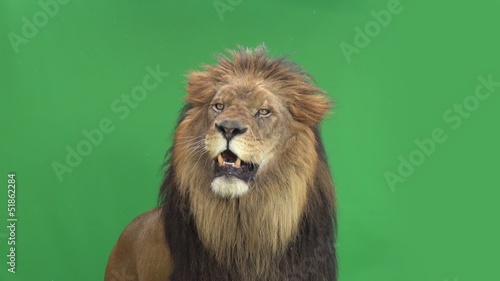 Slow Motion of a Lion roaring in front of a green key photo