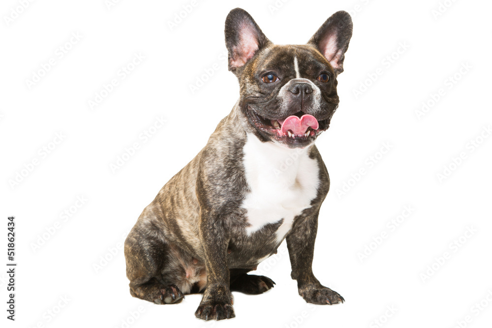 smiling French bulldog of tiger color on isolated white smiling French bulldog of tiger color on isolated white