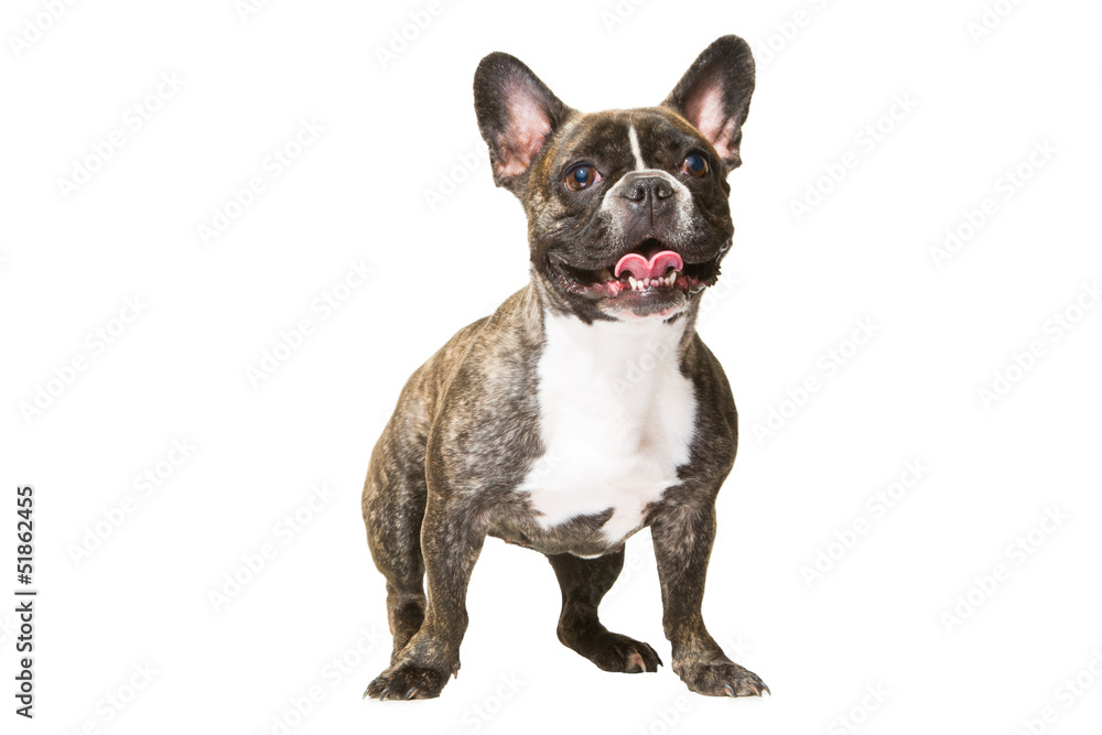 smiling French bulldog of tiger color on isolated white smiling French bulldog of tiger color on isolated white