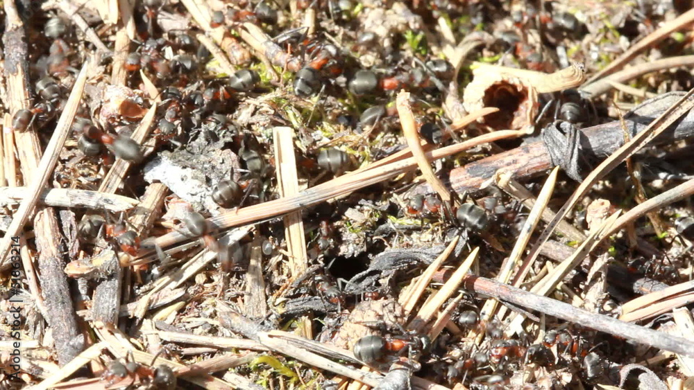 European red wood ant (Formica rufa) European red wood ant (Formica rufa)