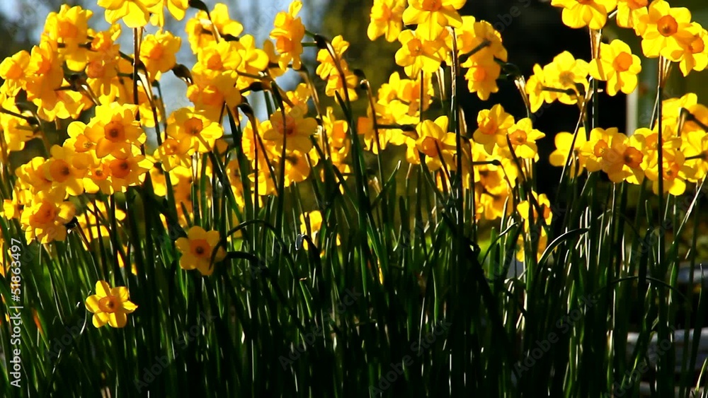 Daffodils in late afternoon spring pleasant sun Daffodils in late afternoon spring pleasant sun