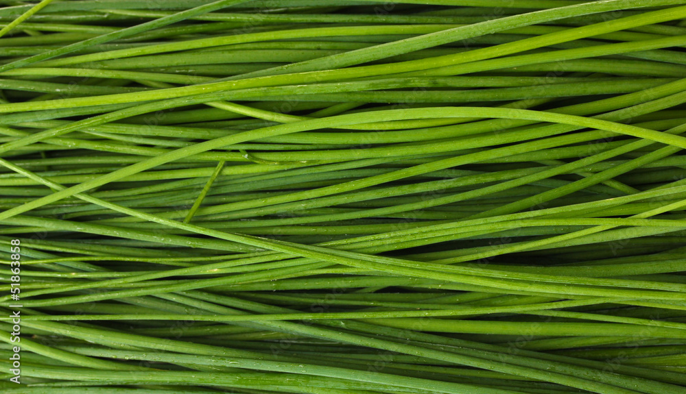 beautiful green onion chives closeup beautiful green onion chives closeup