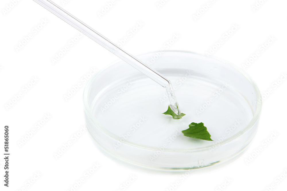 Chemical research in Petri dish isolated on white Chemical research in Petri dish isolated on white