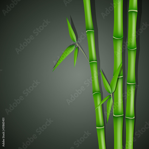 Fototapeta Naklejka Na Ścianę i Meble -  Vector Illustration of Bamboo