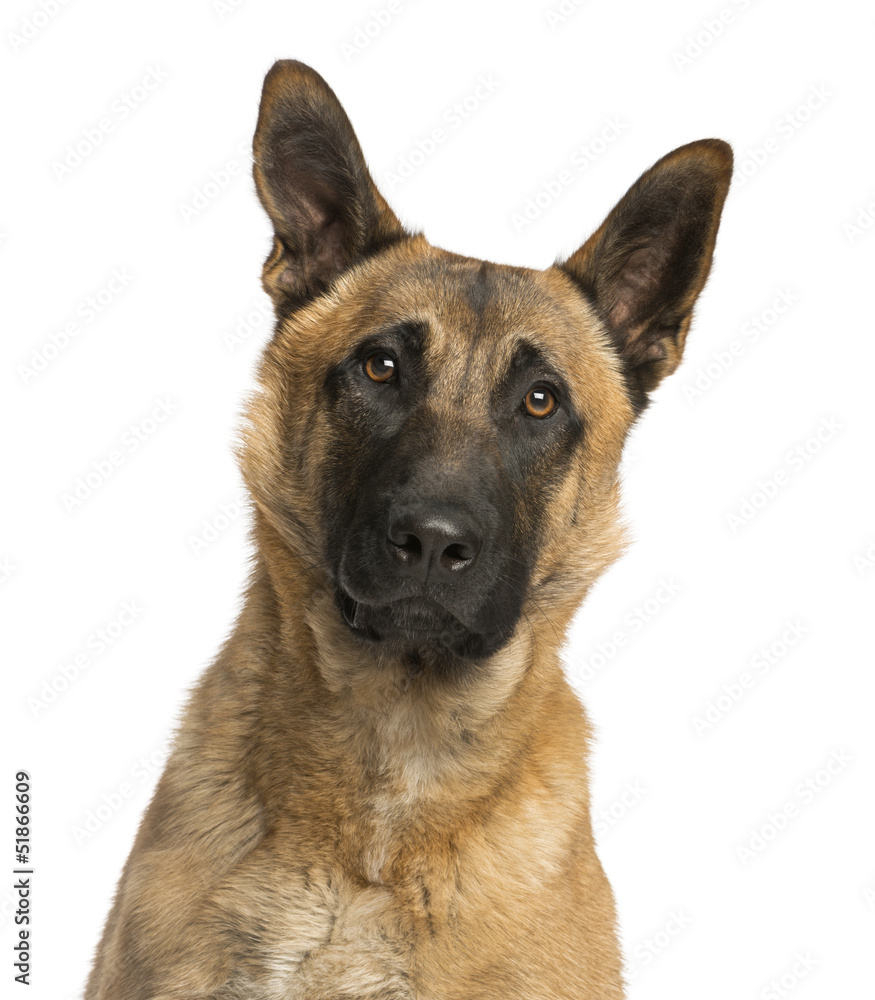 CLose-up of a German Shepherd, facing, isolated on white