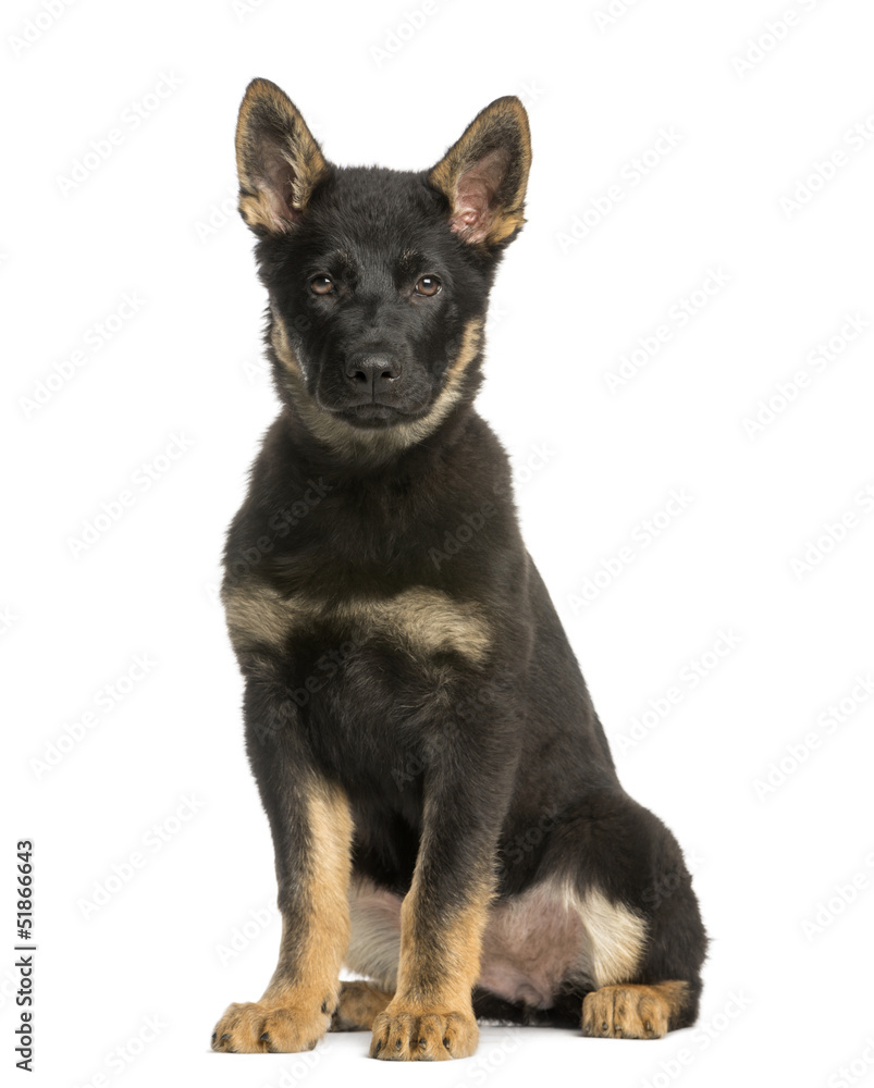 Young Belgian Shepherd sitting and staring, 10 months old