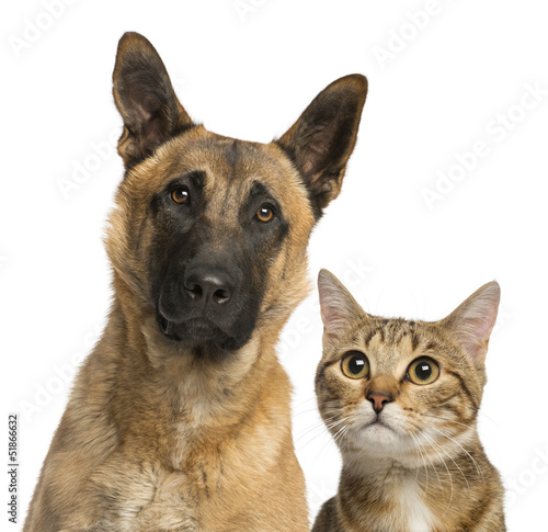 Close-up of Belgian Shepherd and cat looking away, isolated