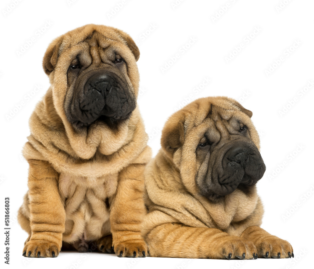 Two Shar pei puppies sitting and lying next to each other Two Shar pei puppies sitting and lying next to each other
