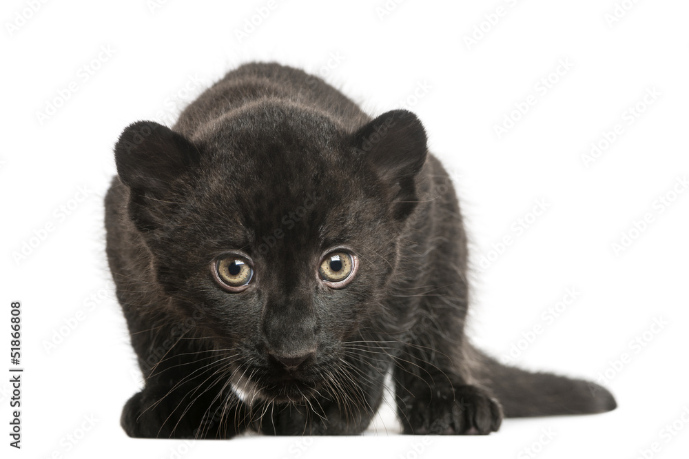 Obraz premium Black Leopard cub, 3 weeks old, staring and prowling