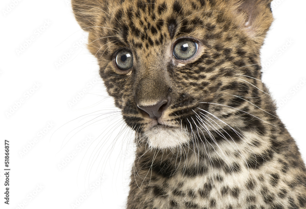 Obraz premium Close-up of a Spotted Leopard cub - Panthera pardus, 7 weeks old