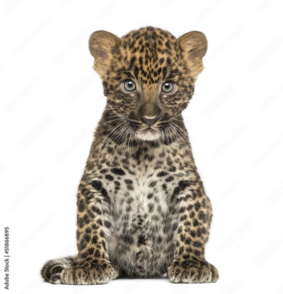 Fototapeta premium Spotted Leopard cub sitting - Panthera pardus, 7 weeks old