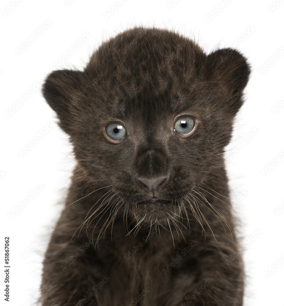 Fototapeta premium Close-up of a Black Leopard cub, 3 weeks old, isolated on white