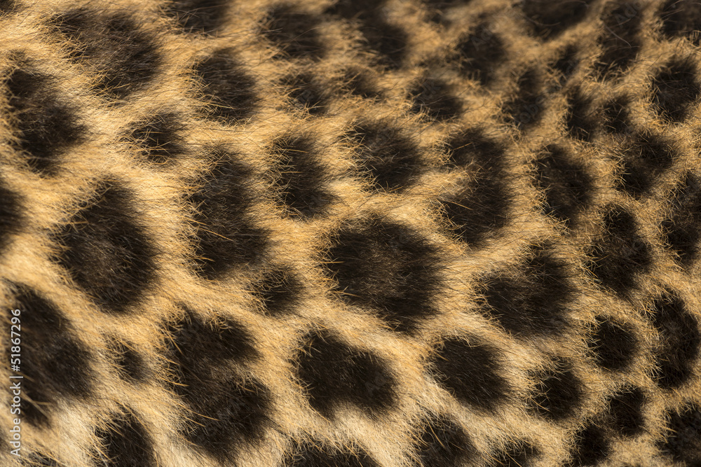 Fototapeta premium Macro of a Spotted Leopard cub's fur - Panthera pardus