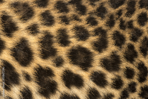 Macro of a Spotted Leopard cub's fur - Panthera pardus