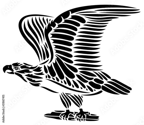 Adler, Vogel, Adlerkopf, Freiheit