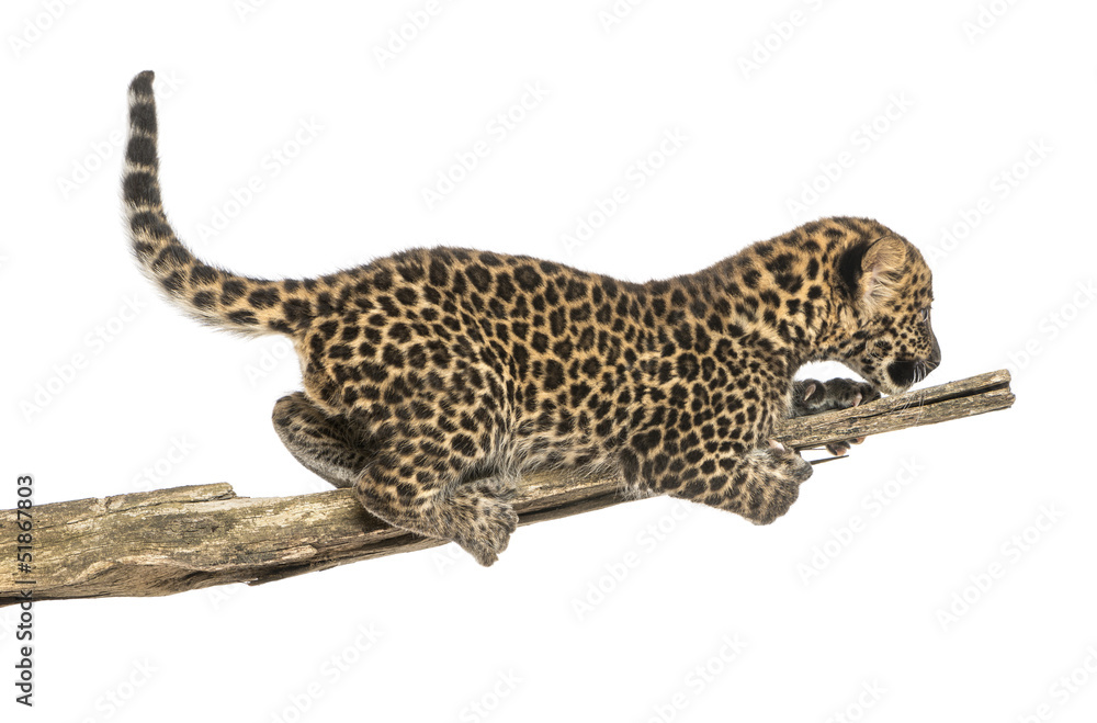 Naklejka premium Spotted Leopard cub prowling on a branch, 7 weeks old, isolated
