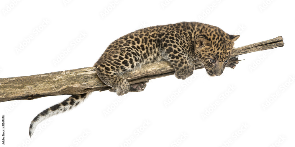 Fototapeta premium Spotted Leopard cub on a branch looking down, 7 weeks old