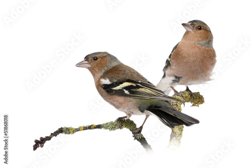 Two Male Common Chaffinchs - Fringilla coelebs on branch