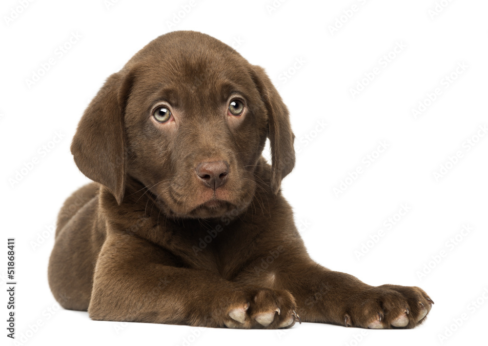 Labrador Retriever Puppy lying down, 2 months old Labrador Retriever Puppy lying down, 2 months old