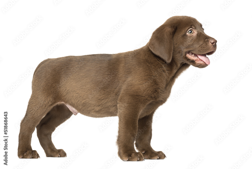 Fototapeta premium Labrador Retriever Puppy standing and Panting , 2 months old