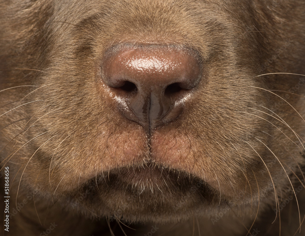 Macro of a Labrador Retriever Puppy, 2 months old Macro of a Labrador Retriever Puppy, 2 months old