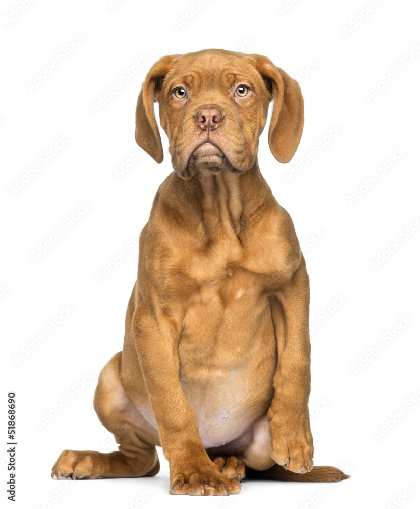 Dogue de Bordeaux Puppy sitting and facing, 4 months old, isolat