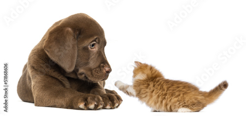 Fototapeta Naklejka Na Ścianę i Meble -  Labrador Retriever Puppy lying and looking at a kitten