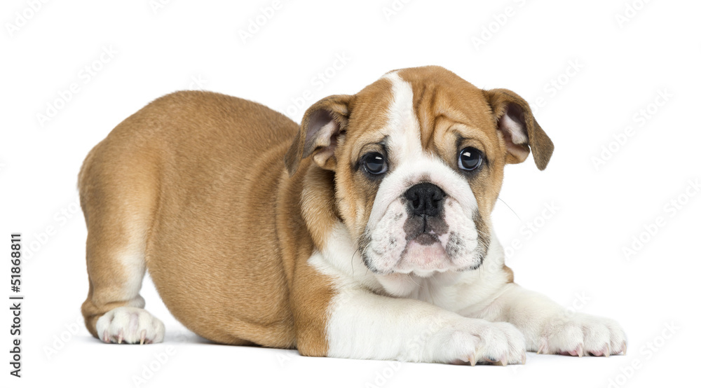 English Bulldog Puppy lying and facing, 2 months old