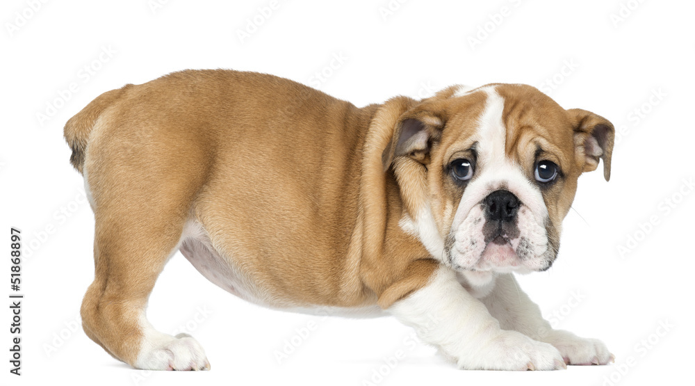 Standing English Bulldog Puppy, 2 months old, isolated on white