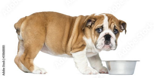 Standing English Bulldog Puppy with metallic dog bowl, 2 months © Eric Isselée