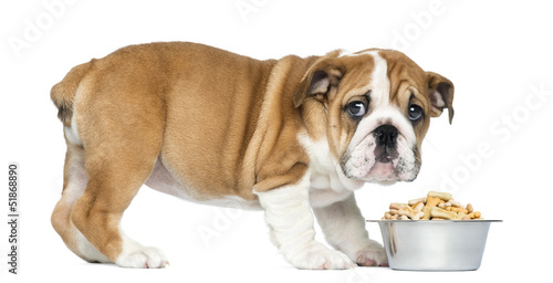 Standing English Bulldog Puppy with metallic dog bowl, 2 months © Eric Isselée
