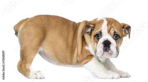 Standing English Bulldog Puppy, 2 months old, isolated on white © Eric Isselée