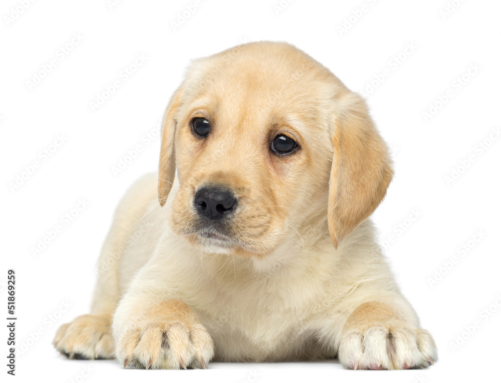 Labrador Retriever Puppy lying down, 2 months old, isolated