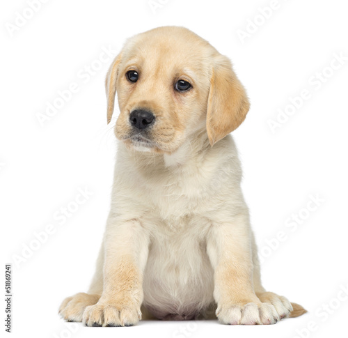 Labrador Puppy sitting  isolated on white