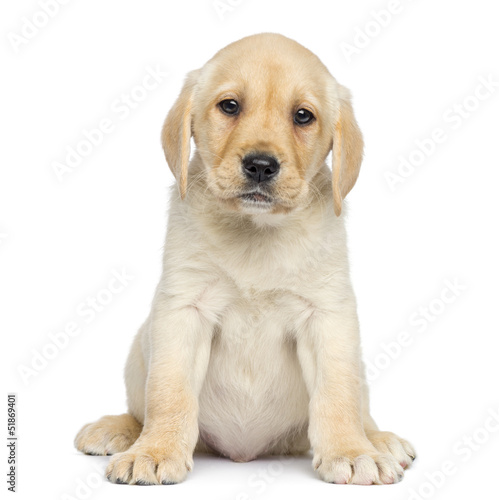 Fototapeta Naklejka Na Ścianę i Meble -  Labrador Puppy sitting and facing, isolated on white