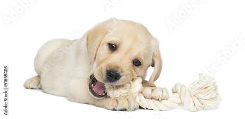 Fototapeta Naklejka Na Ścianę i Meble -  Labrador Retriever Puppy, 2 months old, lying and chewing a rope