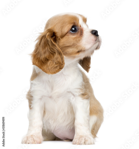 Fototapeta Cavalier King Charles Puppy sitting and looking up