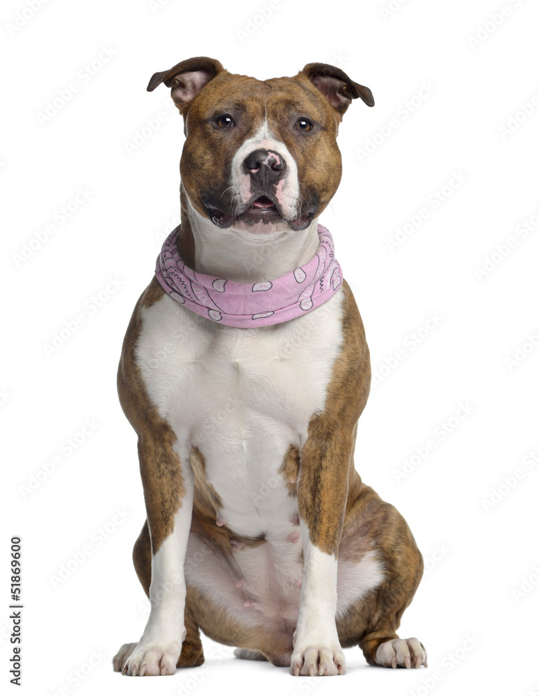 American Staffordshire terrier, seated, wearing a pink bandana