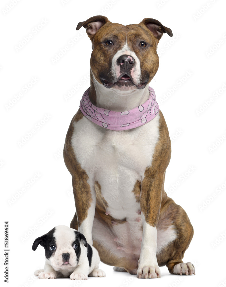 American Staffordshire terrier with pink bandana, French Bulldog