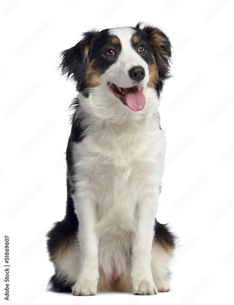 Australian Shepherd, 8 months old, sitting and panting, isolated