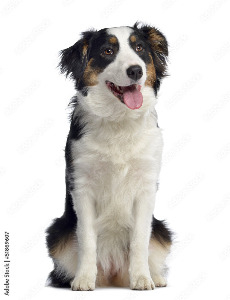 Australian Shepherd, 8 months old, sitting and panting, isolated Australian Shepherd, 8 months old, sitting and panting, isolated