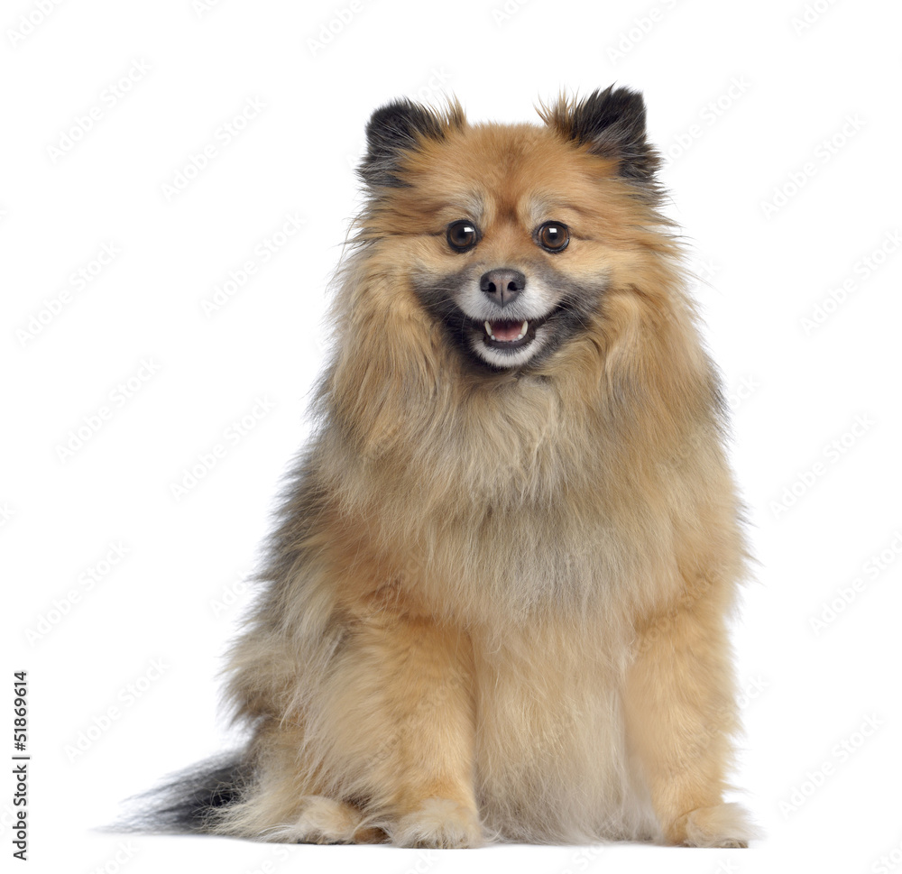 Spitz, 3 years old, sitting and panting, isolated on white
