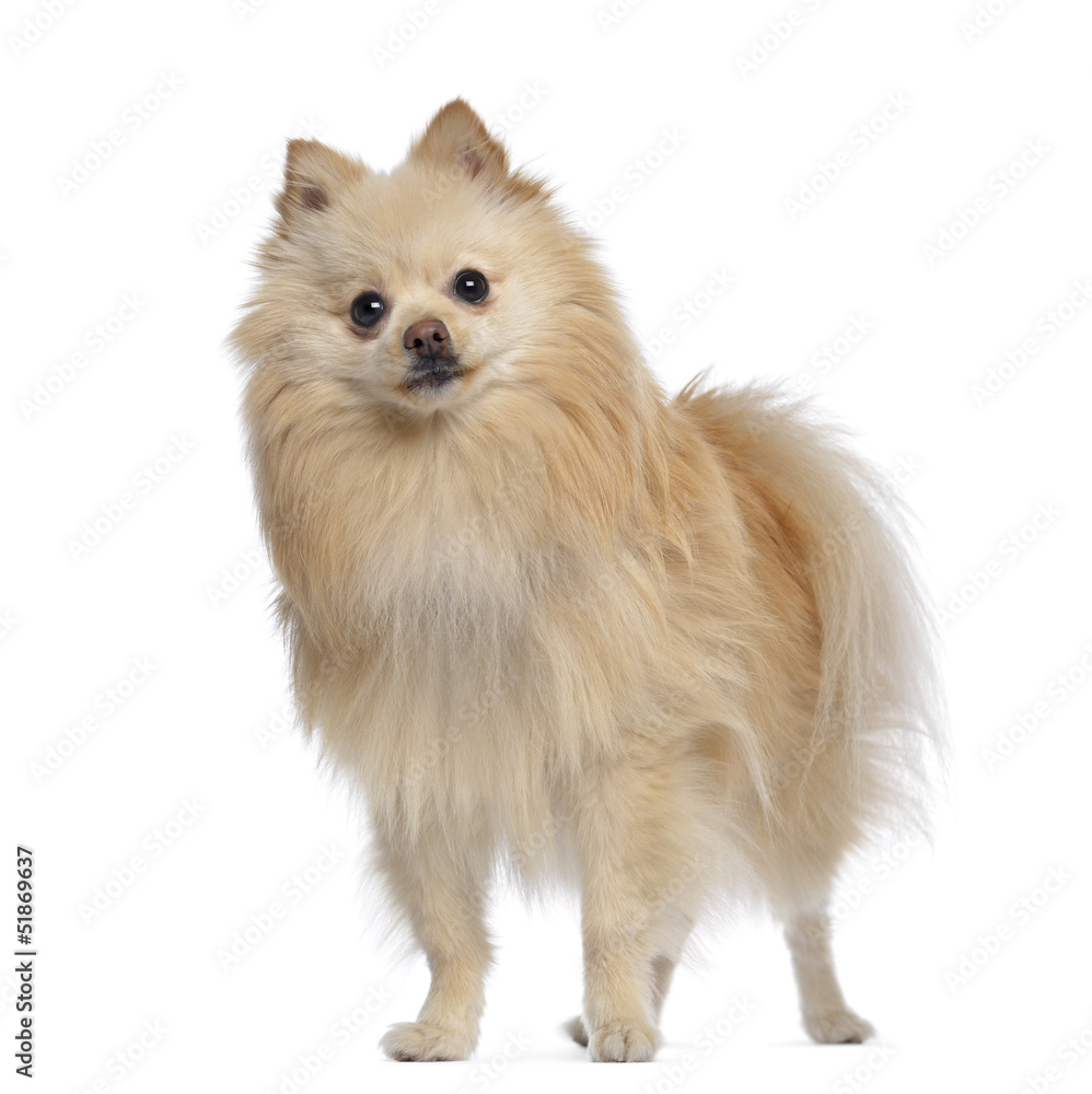 Spitz dog standing, 1,5 year old, isolated on white