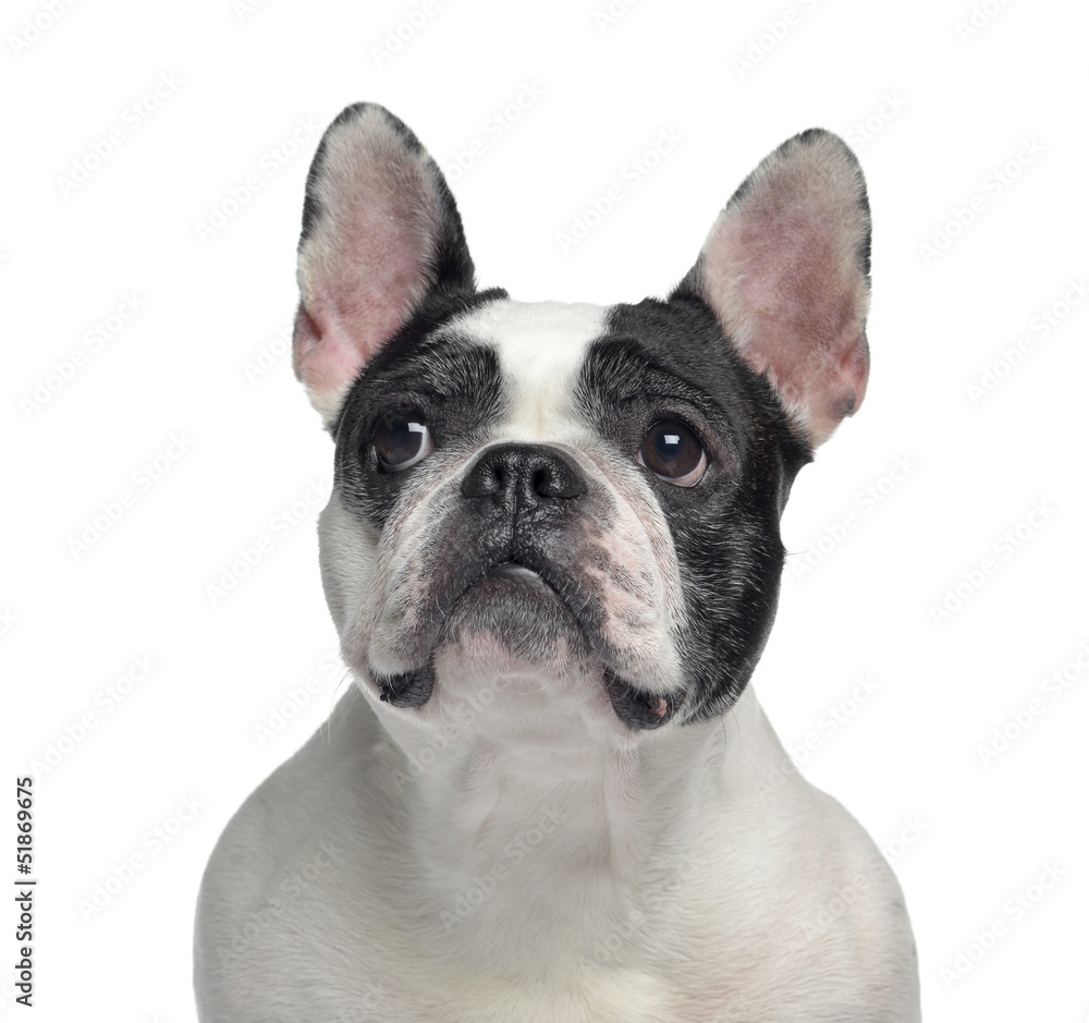 Close-up of a French Bulldog, isolated on white