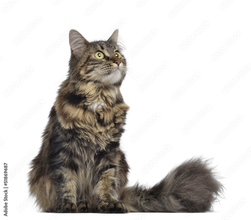 Maine coon cat, sitting and looking up, isolated on white