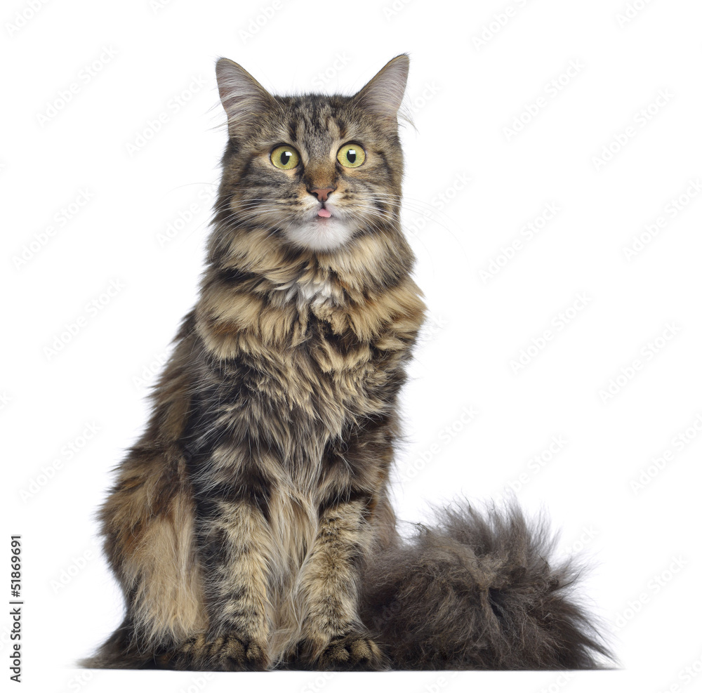 Maine coon cat, sitting and facing, isolated on white
