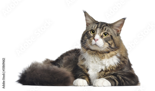 Fototapeta Naklejka Na Ścianę i Meble -  Maine coon, 10 months old, lying, isolated on white