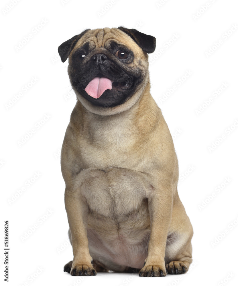 Pug, 2 years old, sitting and stickincg the tongue out, isolated