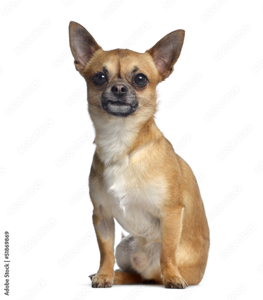 Chihuahua, 2 years old, sitting and facing, isolated on white