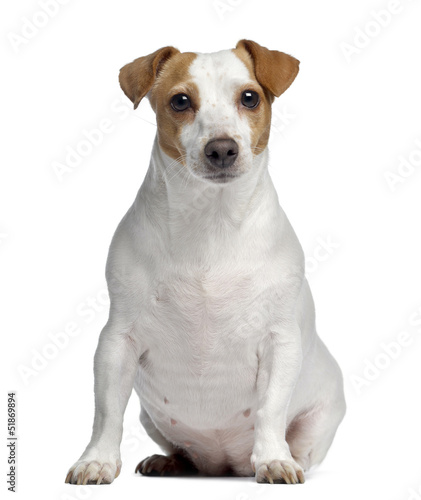 Jack Russell Terrier, 4 years old, sitting and facing, isolated